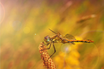 Dragonfly on the plant