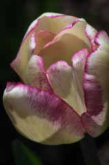 Delicate Tulip
