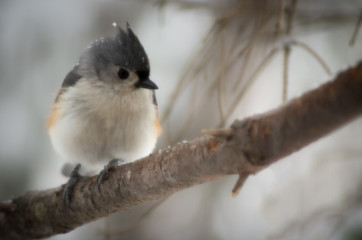 Tufted Titmouse in the snow