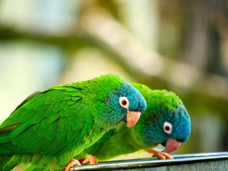 Perroquet © photoloulou91