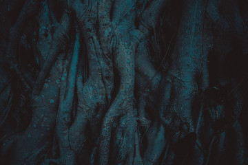 Old grey and blue tree with large thick roots