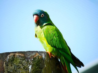Perroquet