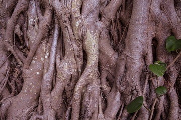 Old grey and brown tree with large thick roots