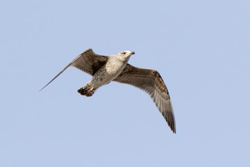Yellow-legged Gull (Larus cachinnans). Bird's species is identified inaccurately.
