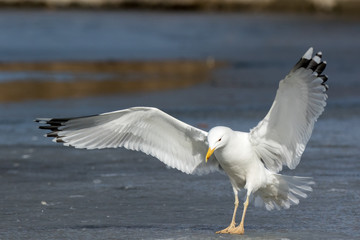 Yellow-legged Gull (Larus cachinnans). Bird's species is identified inaccurately.