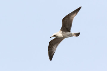 Yellow-legged Gull (Larus cachinnans). Bird's species is identified inaccurately.