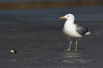 Yellow-legged Gull (Larus cachinnans). Bird's species is identified inaccurately.