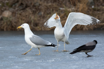 Yellow-legged Gull (Larus cachinnans). Bird's species is identified inaccurately.