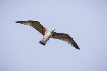 Yellow-legged Gull (Larus cachinnans). Bird's species is identified inaccurately.