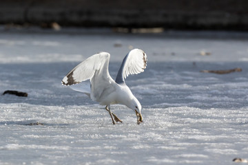 Yellow-legged Gull (Larus cachinnans). Bird's species is identified inaccurately.