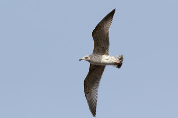 Yellow-legged Gull (Larus cachinnans). Bird's species is identified inaccurately.