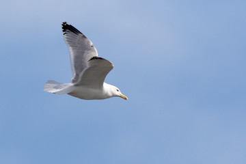 Yellow-legged Gull (Larus cachinnans). Bird's species is identified inaccurately.