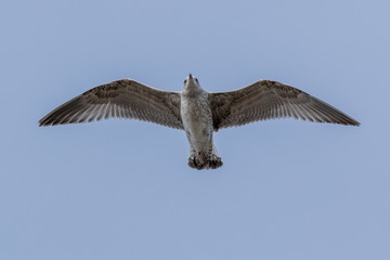 Yellow-legged Gull (Larus cachinnans). Bird's species is identified inaccurately.