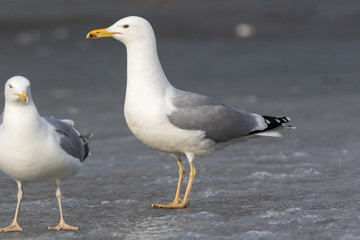 Yellow-legged Gull (Larus cachinnans). Bird's species is identified inaccurately.
