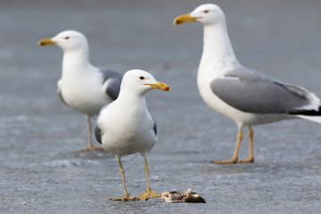Yellow-legged Gull (Larus cachinnans). Bird's species is identified inaccurately.