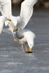Yellow-legged Gull (Larus cachinnans). Bird's species is identified inaccurately.