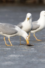 Yellow-legged Gull (Larus cachinnans). Bird's species is identified inaccurately.