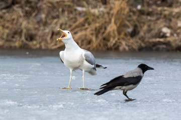 Yellow-legged Gull (Larus cachinnans). Bird's species is identified inaccurately.