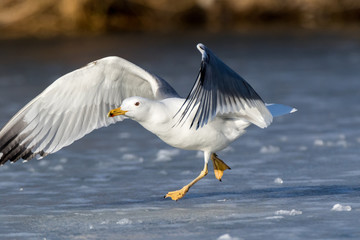 Yellow-legged Gull (Larus cachinnans). Bird's species is identified inaccurately.