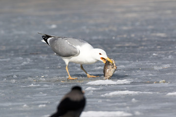 Yellow-legged Gull (Larus cachinnans). Bird's species is identified inaccurately.