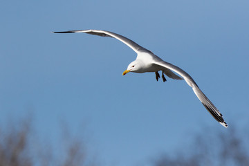 Fototapeta na wymiar Yellow-legged Gull (Larus cachinnans). Bird's species is identified inaccurately.