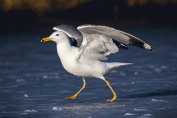 Yellow-legged Gull (Larus cachinnans). Bird's species is identified inaccurately.