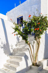Traditional greek houses with spring flowers on Paros island. Cyclades. Greece.