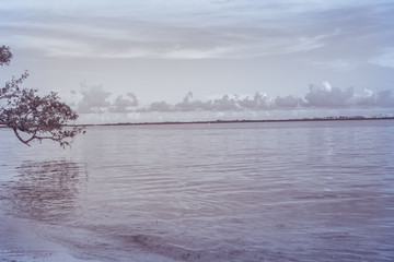 Ocean shore with piece of sand, clouds and skyline under brunch of trees  Miami. Florida. USA