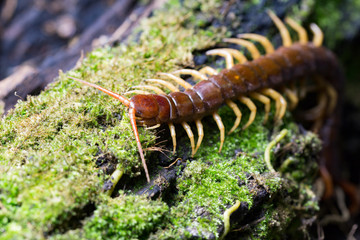 centipede (Scolopendra sp.) sleeping on a mossy tree in tropical rainforest