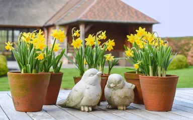 Photo sur Plexiglas Narcisse Spring still life: Narcissus plant in pot, stone birds.