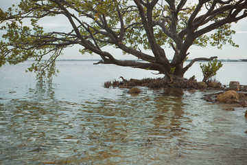Lonely small bird fishing under big thick branches of a tree near atlantic ocean on a sand mixed...