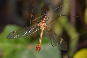 Insect