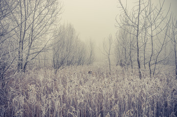 Frozen meadow in cold, foggy winter morning