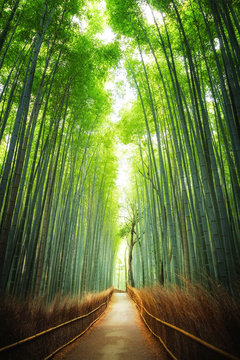 Pathway through the bamboo grove Kyoto
