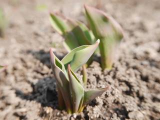 Young tulip leaves sprouting in the garden