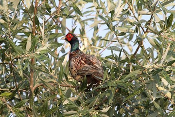 Male Ring-necked Pheasant (Phasianus colchicus)