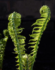 Young leaves of a fern in the sun on the dark background.