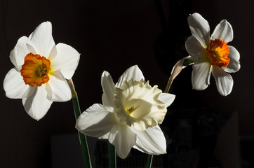 Three different daffodils on a black background.
