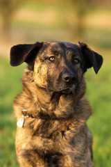 Holländischer Schäferhund