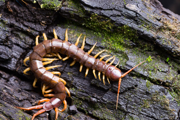 centipede (Scolopendra sp.) sleeping on a mossy tree in tropical rainforest
