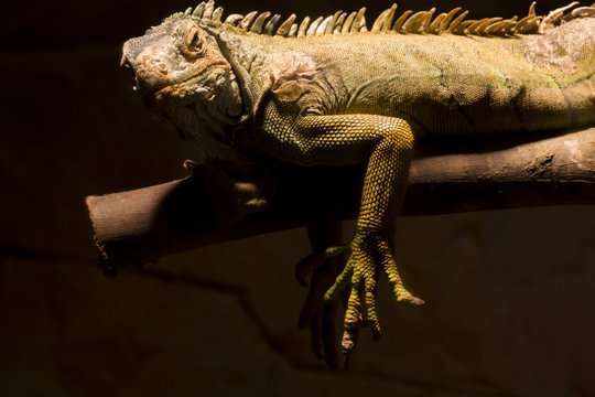 Chameleon