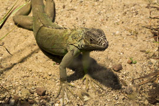 Chameleon