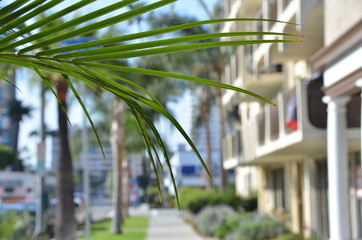 Ветка пальмы на фоне города