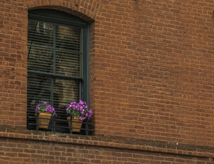 Bright purple flowers in painted window sill surrounded by brick