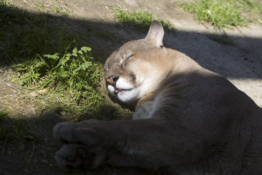 Puma