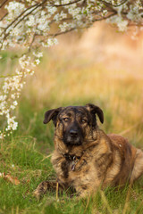 Holländischer Schäferhund