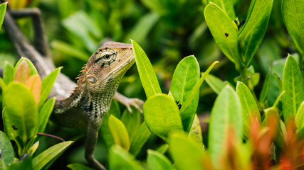 Oriental garden lizard on green leaves in Thailand