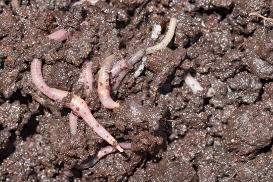 Earthworms (Dendrobena Veneta) for Fishing or Compost