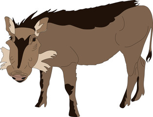 hand drawn portrait of a wild  warthog - colored vector Illustration isolated on white background