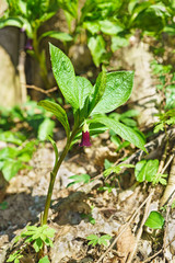 Scopolia carniolica (Caucasian) in the spring deciduous forest